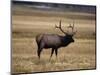 Elk in Field, Yellowstone National Park, WY-Elizabeth DeLaney-Mounted Photographic Print