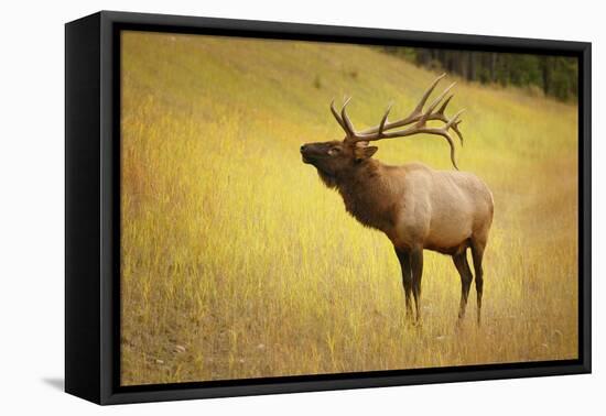 Elk in Field-null-Framed Stretched Canvas