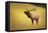 Elk in Field-null-Framed Stretched Canvas