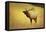 Elk in Field-null-Framed Stretched Canvas