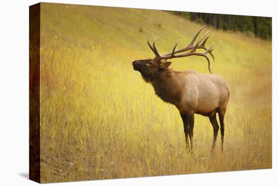 Elk in Field-null-Stretched Canvas