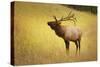 Elk in Field-null-Stretched Canvas