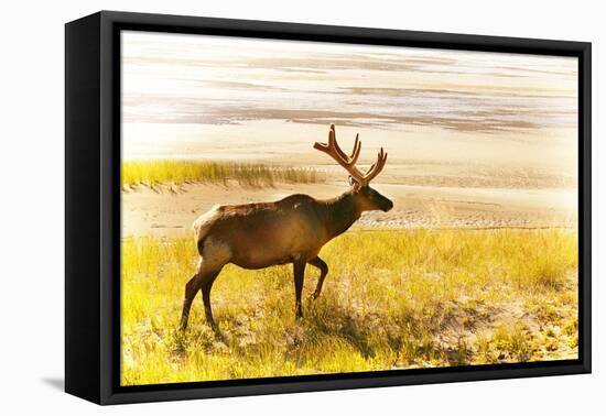 Elk in Field-null-Framed Stretched Canvas