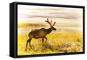 Elk in Field-null-Framed Stretched Canvas