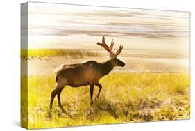 Elk in Field-null-Stretched Canvas
