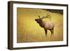 Elk in Field-null-Framed Photographic Print