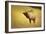 Elk in Field-null-Framed Photographic Print
