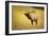 Elk in Field-null-Framed Photographic Print