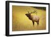 Elk in Field-null-Framed Photographic Print