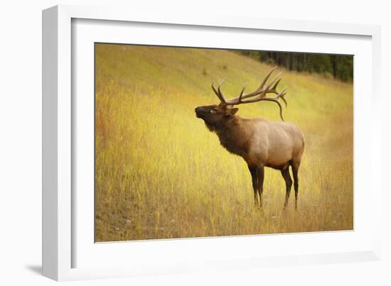 Elk in Field-null-Framed Photographic Print