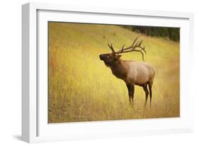 Elk in Field-null-Framed Photographic Print