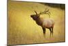 Elk in Field-null-Mounted Photographic Print