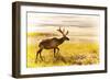 Elk in Field-null-Framed Photographic Print