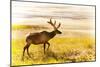 Elk in Field-null-Mounted Photographic Print