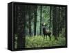 Elk in Forest-sirtravelalot-Framed Stretched Canvas