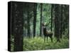 Elk in Forest-sirtravelalot-Stretched Canvas