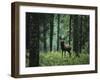 Elk in Forest-sirtravelalot-Framed Photographic Print