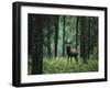 Elk in Forest-sirtravelalot-Framed Photographic Print