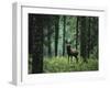 Elk in Forest-sirtravelalot-Framed Photographic Print