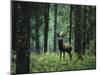 Elk in Forest-sirtravelalot-Mounted Photographic Print