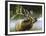 Elk in Mist-Spencer Williams-Framed Giclee Print