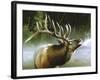 Elk in Mist-Spencer Williams-Framed Giclee Print