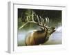 Elk in Mist-Spencer Williams-Framed Giclee Print