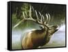 Elk in Mist-Spencer Williams-Framed Stretched Canvas