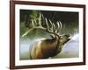 Elk in Mist-Spencer Williams-Framed Giclee Print