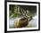 Elk in Mist-Spencer Williams-Framed Giclee Print