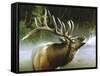 Elk in Mist-Spencer Williams-Framed Stretched Canvas