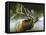 Elk in Mist-Spencer Williams-Framed Stretched Canvas