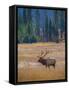 Elk in Rocky Mountain National Park, Colorado,USA-Anna Miller-Framed Stretched Canvas
