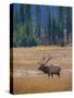 Elk in Rocky Mountain National Park, Colorado,USA-Anna Miller-Stretched Canvas