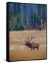 Elk in Rocky Mountain National Park, Colorado,USA-Anna Miller-Framed Stretched Canvas
