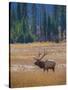 Elk in Rocky Mountain National Park, Colorado,USA-Anna Miller-Stretched Canvas