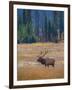 Elk in Rocky Mountain National Park, Colorado,USA-Anna Miller-Framed Photographic Print