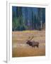 Elk in Rocky Mountain National Park, Colorado,USA-Anna Miller-Framed Photographic Print