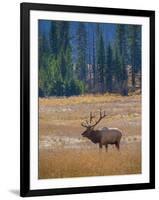 Elk in Rocky Mountain National Park, Colorado,USA-Anna Miller-Framed Photographic Print