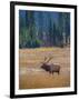 Elk in Rocky Mountain National Park, Colorado,USA-Anna Miller-Framed Photographic Print