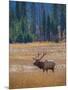 Elk in Rocky Mountain National Park, Colorado,USA-Anna Miller-Mounted Photographic Print