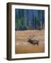 Elk in Rocky Mountain National Park, Colorado,USA-Anna Miller-Framed Photographic Print