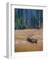 Elk in Rocky Mountain National Park, Colorado,USA-Anna Miller-Framed Photographic Print