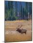 Elk in Rocky Mountain National Park, Colorado,USA-Anna Miller-Mounted Photographic Print