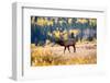 Elk in Rocky Mountain National Park, Colorado-Kristin Piljay-Framed Photographic Print