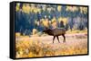 Elk in Rocky Mountain National Park, Colorado-Kristin Piljay-Framed Stretched Canvas