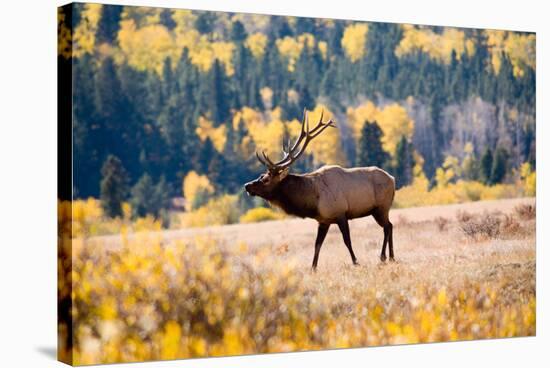 Elk in Rocky Mountain National Park, Colorado-Kristin Piljay-Stretched Canvas