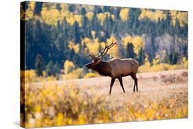 Elk in Rocky Mountain National Park, Colorado-Kristin Piljay-Stretched Canvas