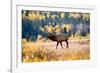 Elk in Rocky Mountain National Park, Colorado-Kristin Piljay-Framed Photographic Print