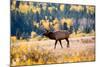 Elk in Rocky Mountain National Park, Colorado-Kristin Piljay-Mounted Photographic Print